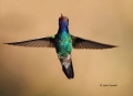 Broad-billed-Hummingbird;Hummingbird;Cynanthus-latirostris;Flying-bird;action;al
